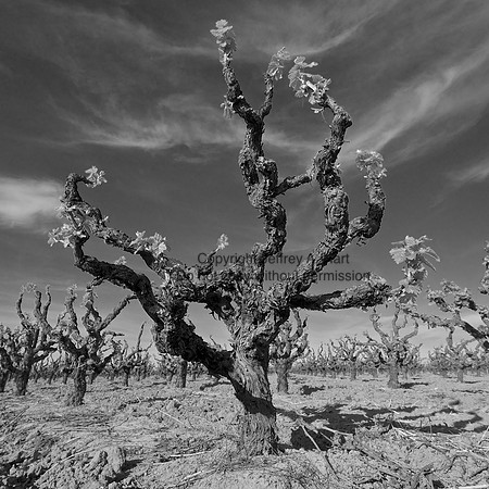 Lodi Grapevines