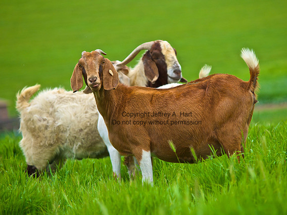 Montezuma Hills Goats