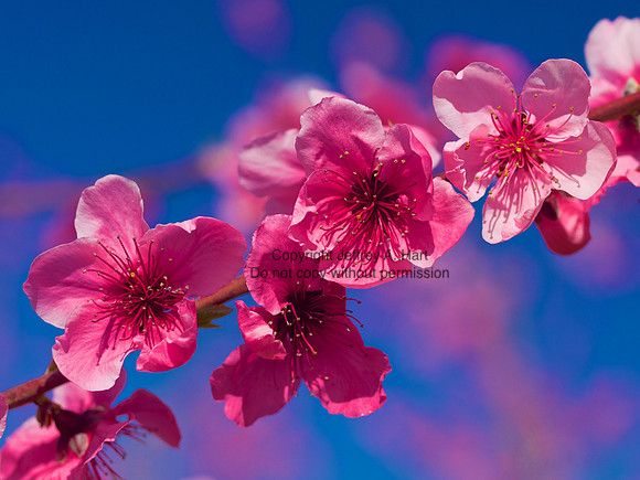 Plum Blossoms
