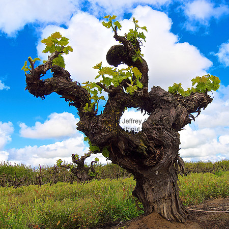 Lodi Grapevines