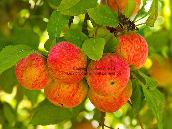Sonoma Apples