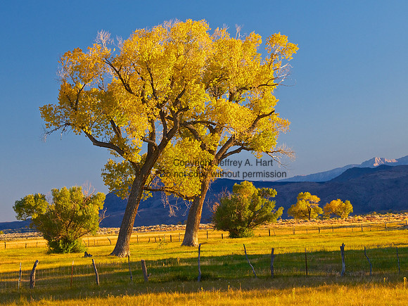 Bishop Area, Fall Colors