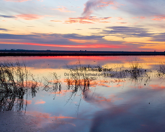 Staten Island, Flooded Corn Field