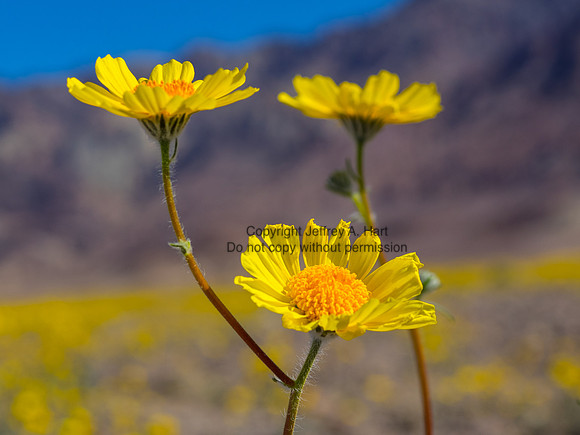 Death Valley Wildflowers