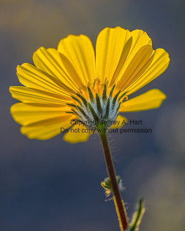 Death Valley Wildflowers