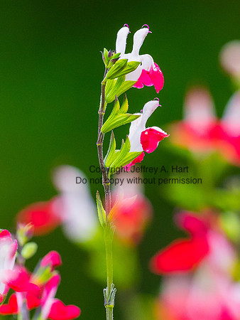Hot Lips (Salvia)