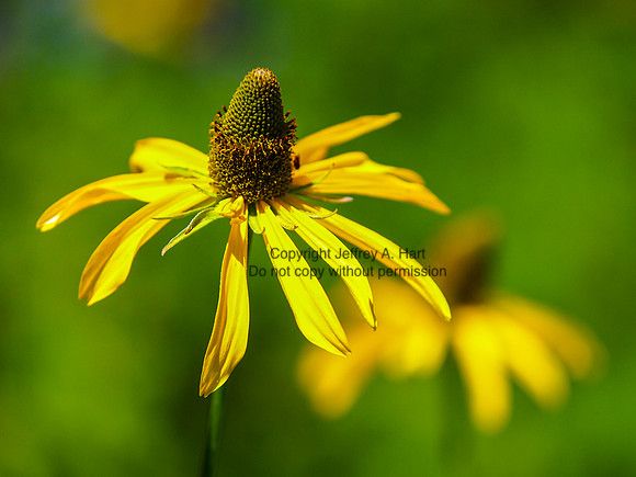 Black-eyed Susan (Rudbeckia sp.)