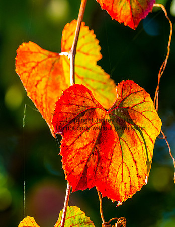 Fall Wild Grape Leaves, California