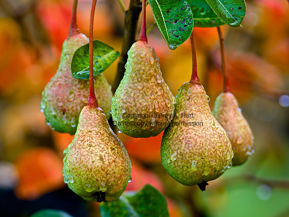 Delta Pears
