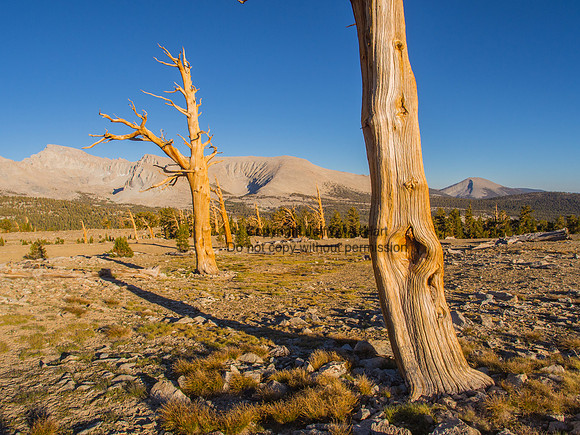 Foxtail Pine