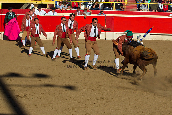 Portuguese (Bloodless) Bullfight