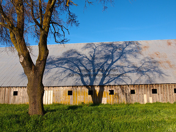 Barn and Valley Oak