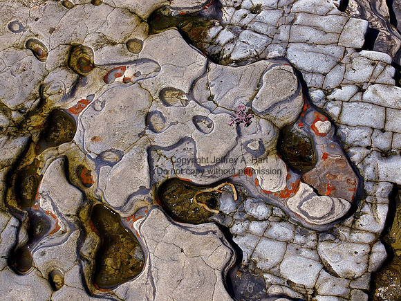 Patterns in the Rock. Pt. Lobos State Park