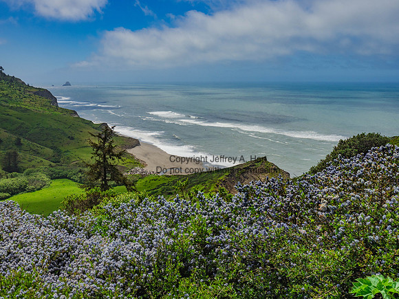 Wild Lilac, Lost Coast of California