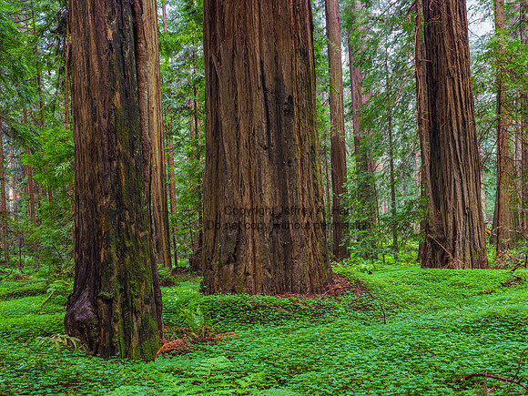 Redwood Forest, California