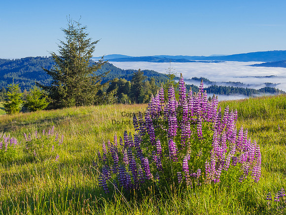 Lupines, Near Kneeland, NW California