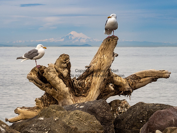Gulls on Driftwood, Olympic Peninsula