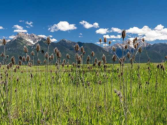 Teasel and Mission Mountains, Montana