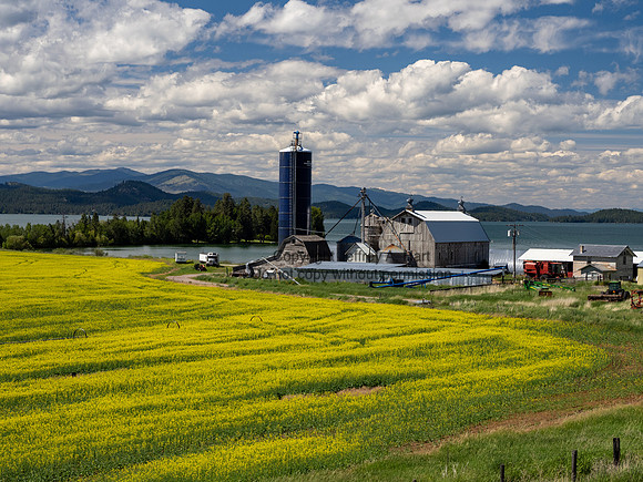 Mustard Field, Near Polson, Montana