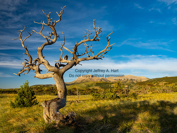 Limber Pine Afterlife, Front Range, Montana