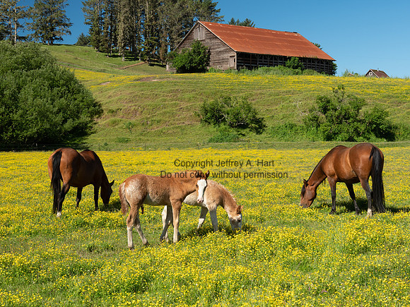 Pasturing Horses, Northwest California