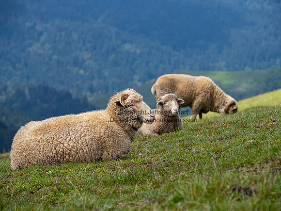 Three Sheep, Bear River Ridge, Humboldt Co., California