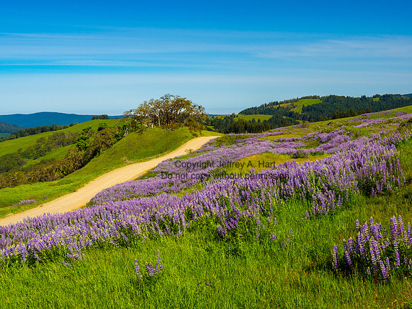 Lupines, Bald Hills, RWNP