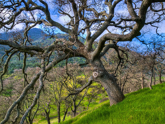 Blue Oak