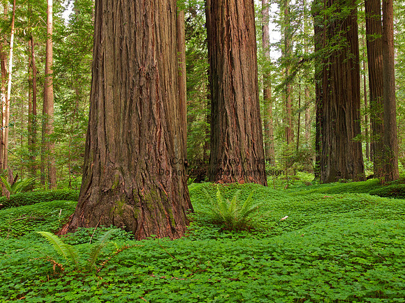 Redwood Forest, California