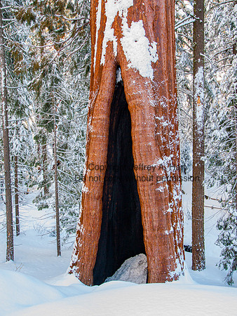 Giant Sequoia, Winter Scene in California