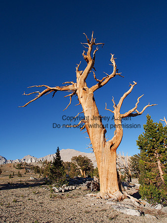 Foxtail Pine Skeleton, Sierra Nevada, CA
