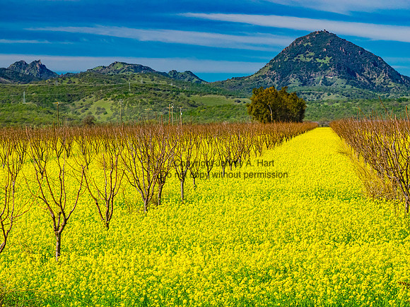 Orchard and Mustards
