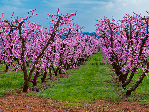 Plume Trees in Blossom