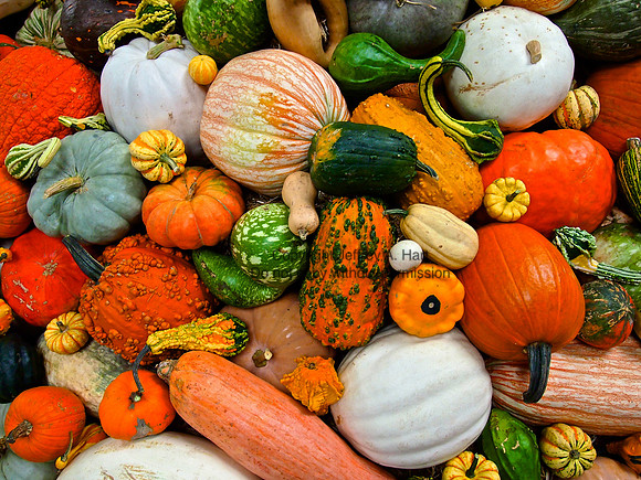 Squashes
