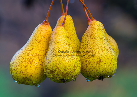 Delta Pears
