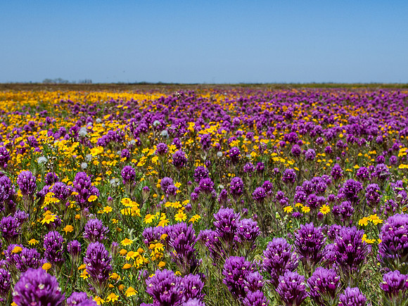 Prairie Wildflowers, San Joaquin Valley, CA