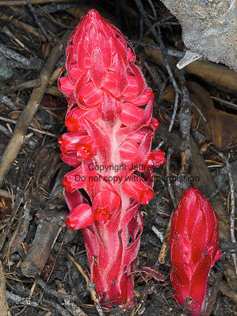 Ice Plant (Sarcodes sanguineum)