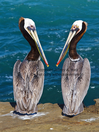 Brown Pelicans