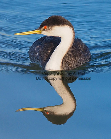 Western Grebe