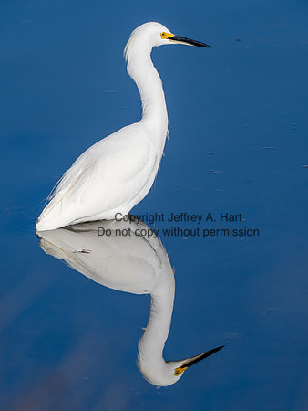 Snowy Egret