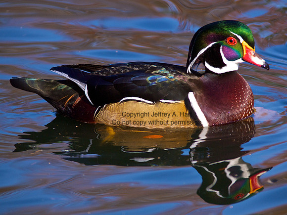 Wood Duck