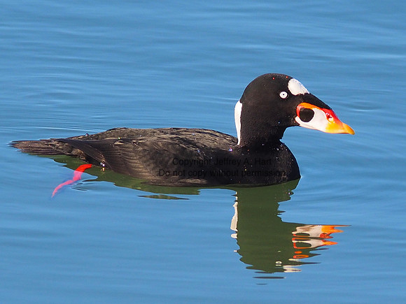 Surf Scoter