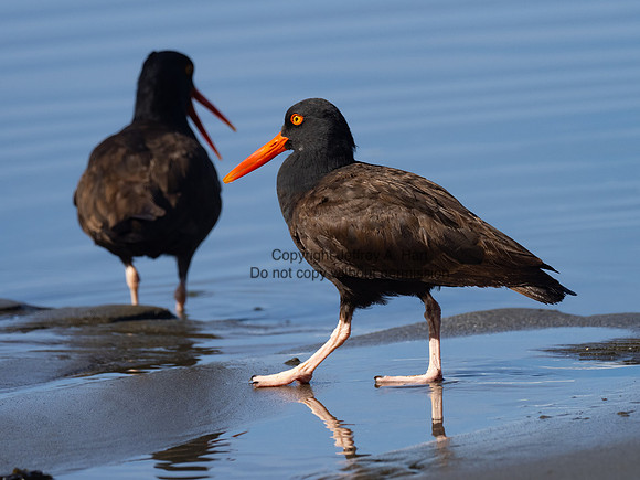 Black Oystercatcher