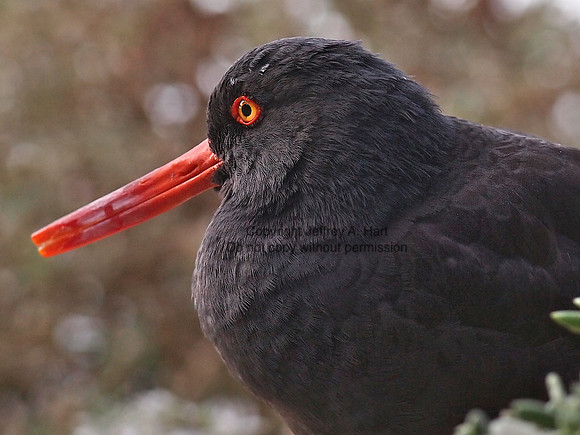 Black Oystercatcher