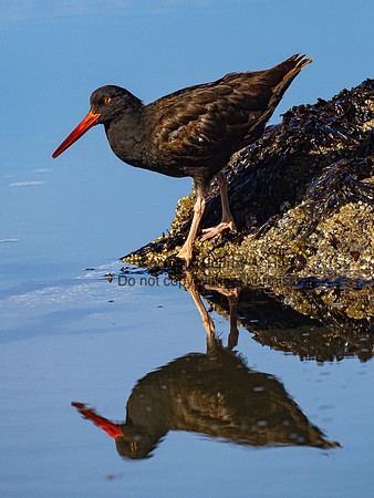 Black Oystercatcher