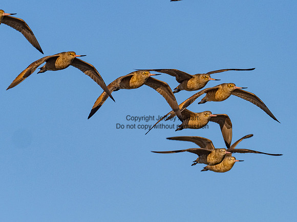 Marbled Godwit