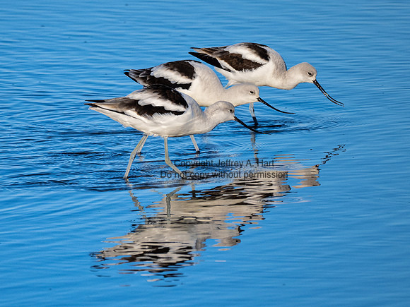 American Avocet