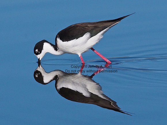 Black-necked Stilt