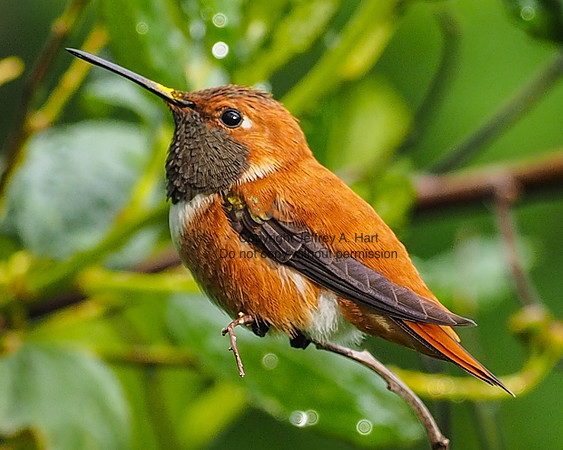 Rufous Hummingbird