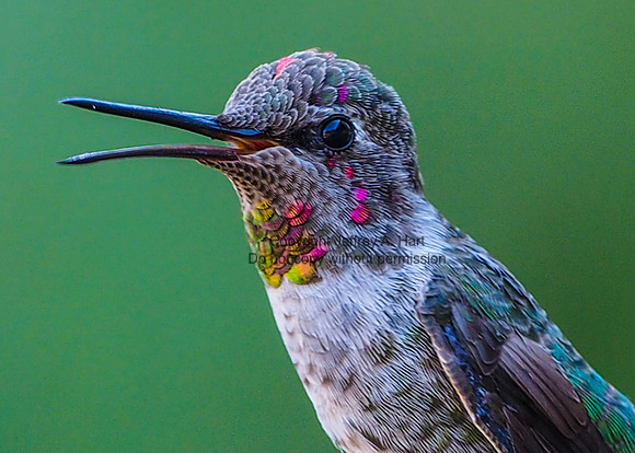 Anna's Hummingbird